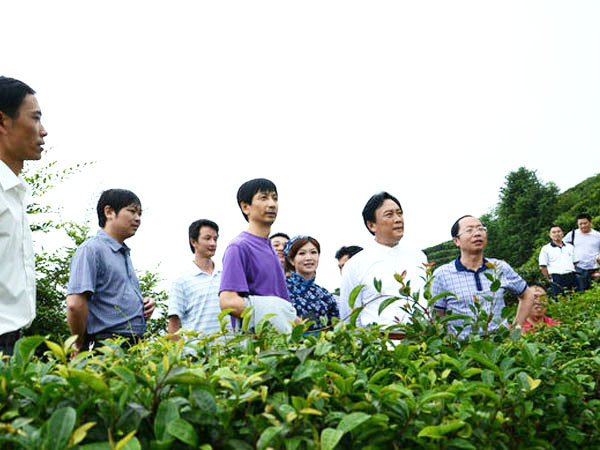 領(lǐng)導視察公司茶園某地